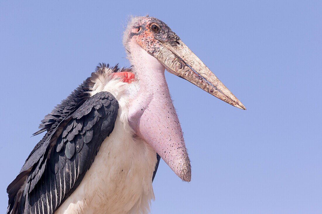 Africa, Ethiopia, Rift Valley, Ziway lake, Marabou stork (Leptoptilos crumenifer), perched on a branch.