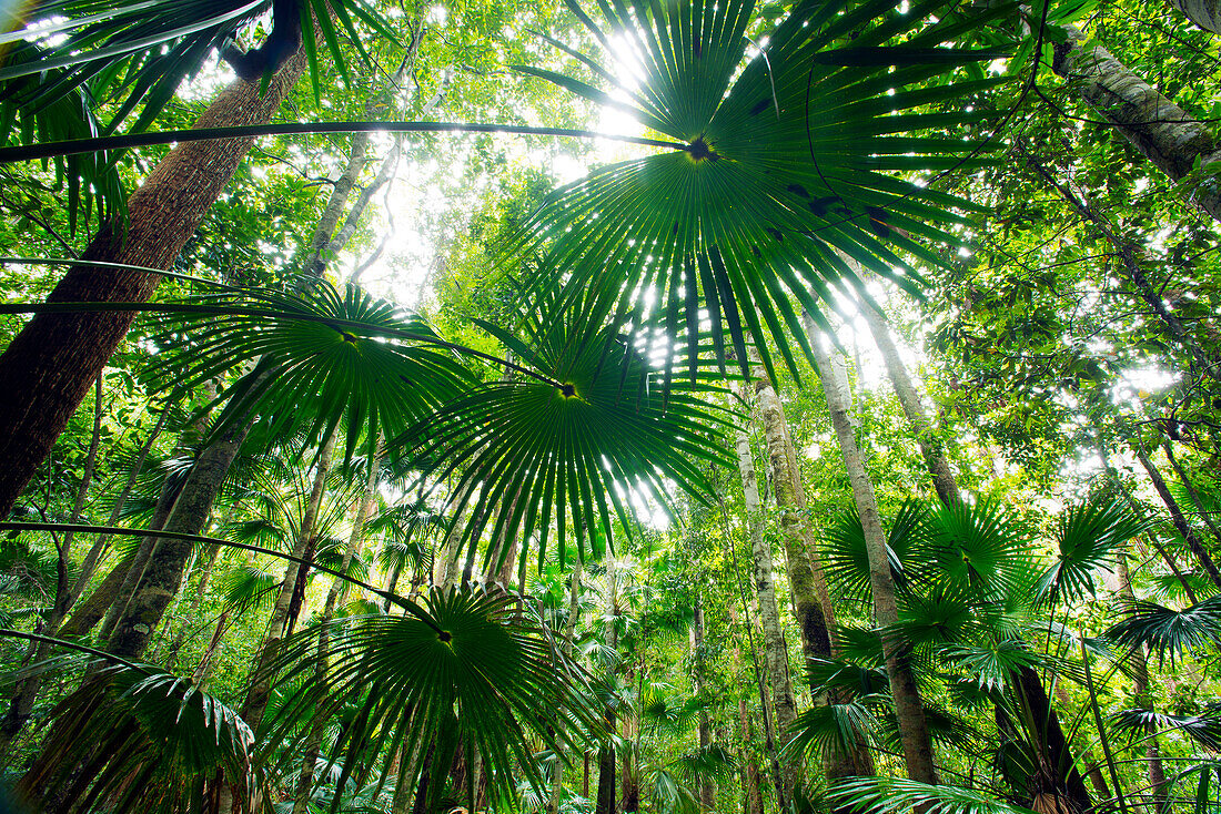 A walking track in Wallingat National Park leads through a grove of cabbage palms