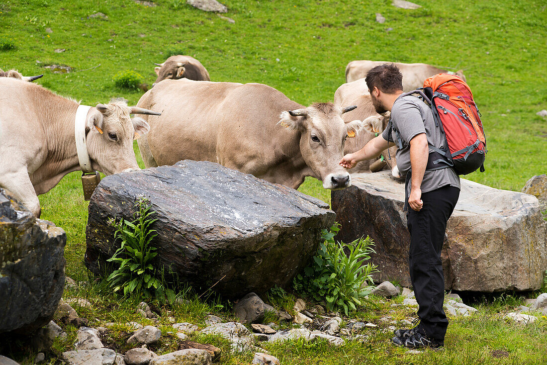 Rinder auf der Sommerweide im Tal Arriu Joeu, Spanische Pyrenäen, Val d'Aran, Katalonien, Spanien