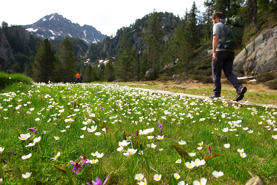 Bergblumen im Circ de Colomers im Parc National d'Aigüestortes i Estany de Sant Maurici, Spanische Pyrenäen, Val d'Aran, Katalonien, Spanien