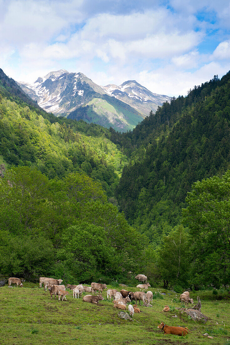 Cattle on the summer pastures in the Valle de Varrados