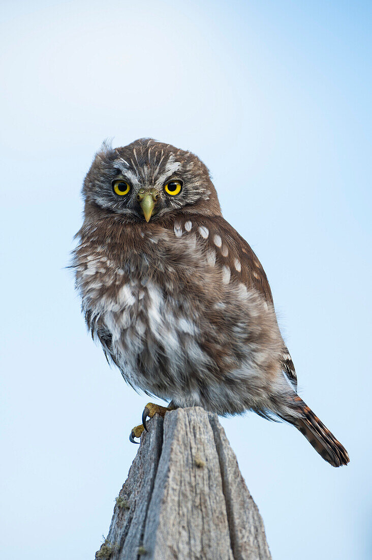 Auf einem Zaunpfosten ruht ein Patagonien-Sperlingskauz (Glaucidium nana) bei Fuerte Bulnes, einem restaurierten historischen Fort, etwa 60 Kilometer südlich von Punta Arenas, Magallanes y de la Antartica Chilena, Patagonien, Chile, Südamerika