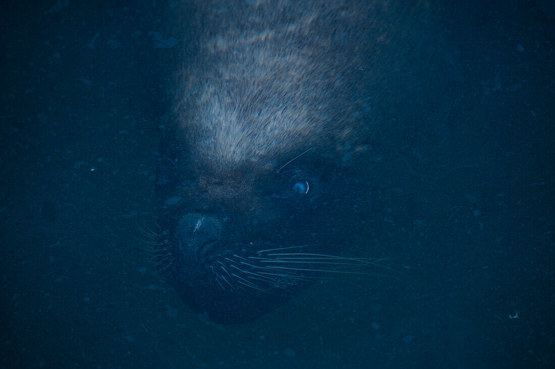 A large male South American sea lion (Otaria flavescens) swims just under the surface in the harbor, Coquimbo, Coquimbo, Chile, South America