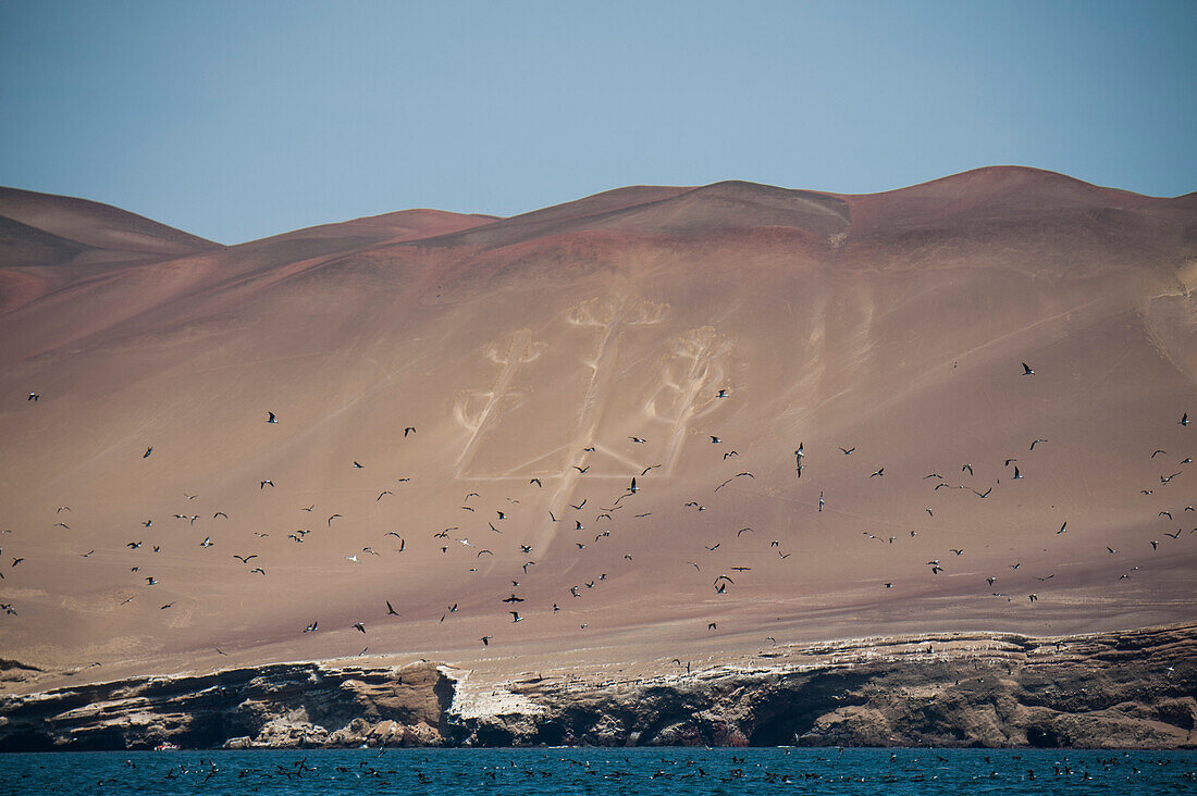 Blaufußtölpel (Sula nebouxii) fliegen und tauchen vor der Kulisse des Paracas Candelabra (auch Kandelaber der Anden), einer fast 180 Meter hohen Geoglyphe in den Dünen, Ballestas Islands, in der Nähe von Paracas, Ica, Peru, Südamerika