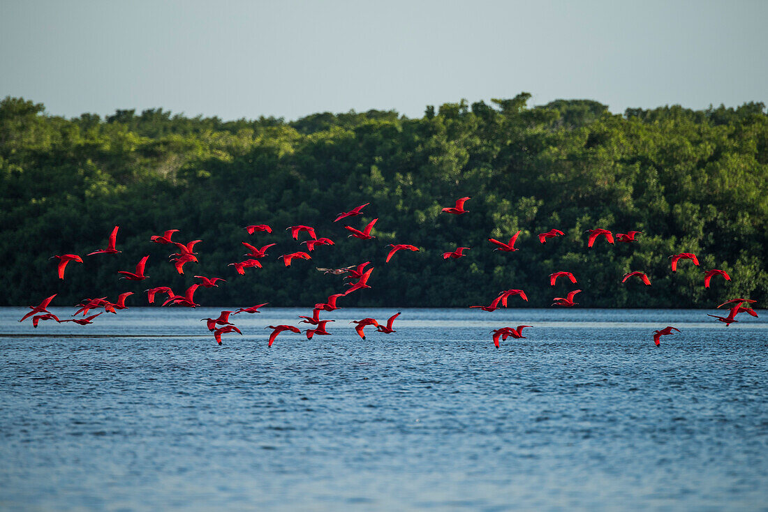 Flocks of scarlet ibises return in the late afternoon to their nightly roosts on an island in the Caroni Swamp Bird Sanctuary, Trinidad, Trinidad and Tobago, Caribbean