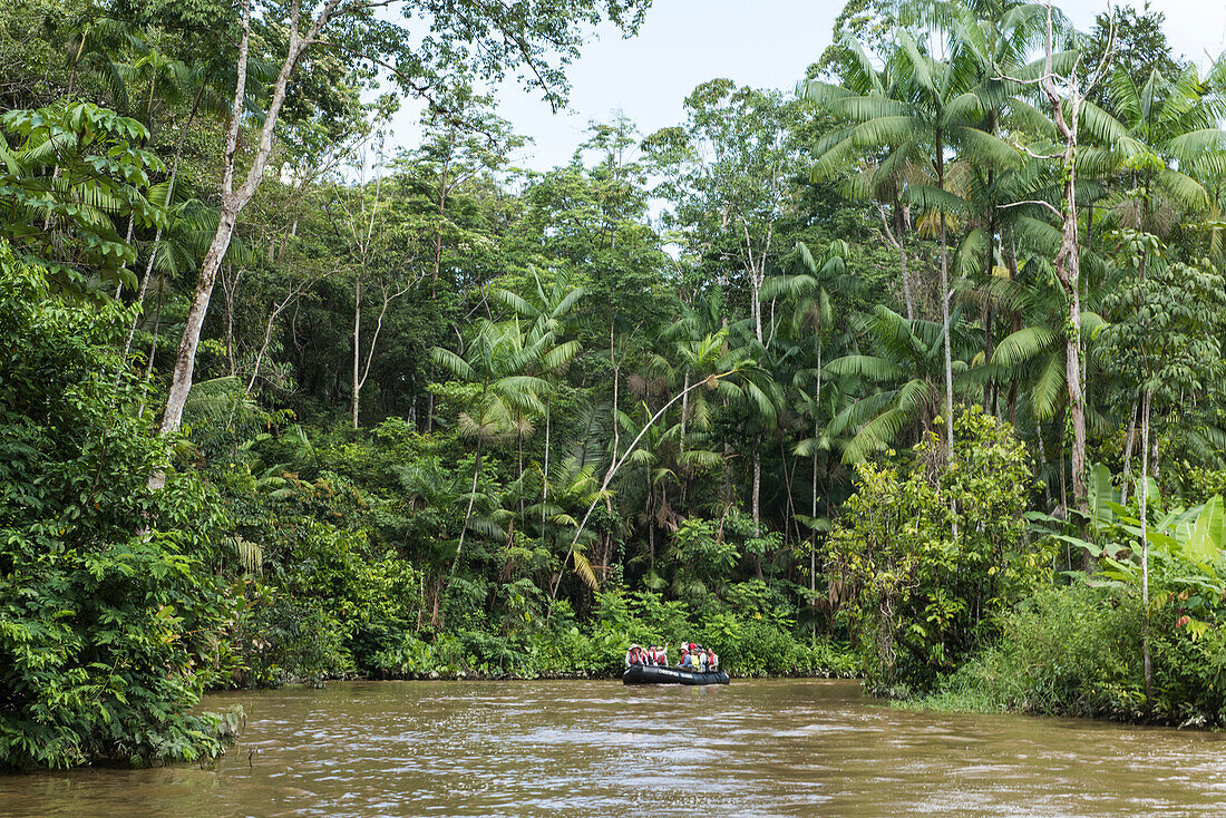 Passengers of an expedition cruise ship use a Zodiac dinghy to explore a small side-arm of the Amazon River, Marali, Para, Brazil, South America
