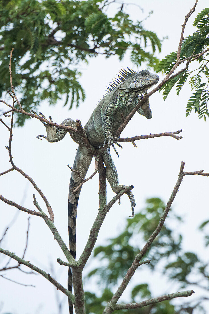 Ein grüner Leguan (Iguana iguana) steigt hoch in einen blattlosen Baum entlang eines Nebenflusses des Amazonas, Virasalla, Para, Brasilien, Südamerika