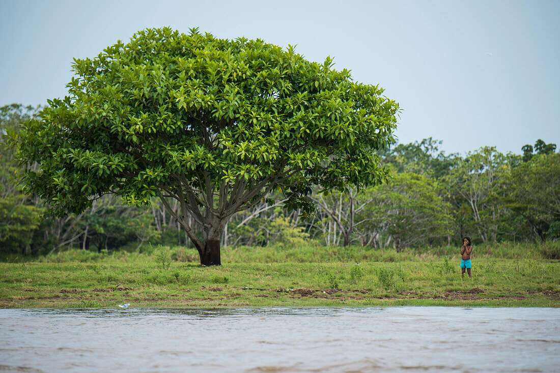 Ein Kind steht auf dem Gras in der Nähe eines großen Baumes entlang eines Amazonas-Nebenflusses, Canacari, Amazonas, Brasilien, Südamerika