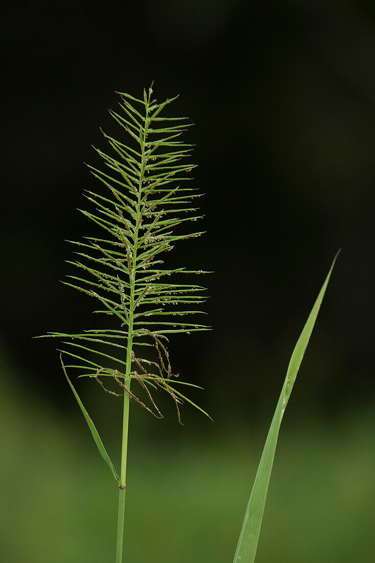 A grass spikelet stands along a side-arm of the Amazon River, Badajos, Amazonas, Brazil, South America
