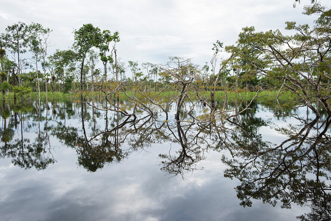 Niedrig wachsende Bäume und Büsche spiegeln sich in einem überschwemmten, sumpfigen Bereich entlang des Amazonas wider, Jutai, Amazonas, Brasilien, Südamerika