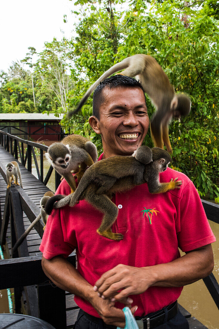 Totenkopfaffen (Saimiri sciureus) schwärmen zu einem Parkwächter der eine Tüte Bananen auf der Affeninsel (Monkey Island oder Isla de los micos) entlang des Amazonas hält, nahe Libertad, Amazonas, Kolumbien, Südamerika