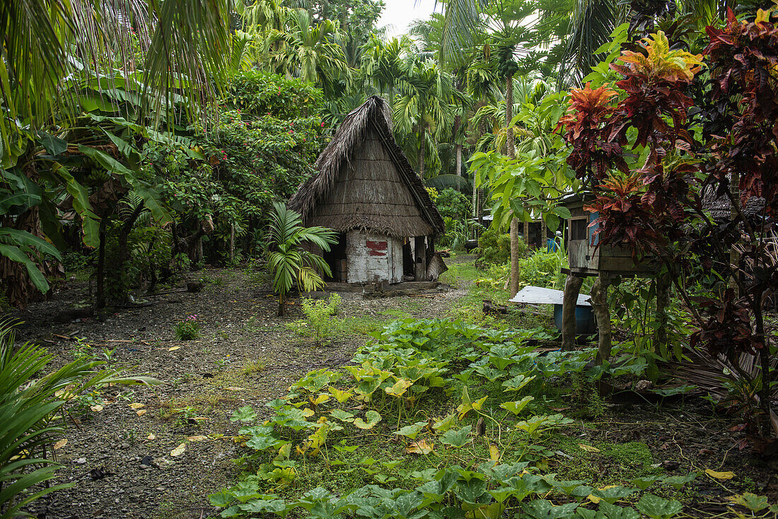 A wooden-frame house with palm leaf thatch roof and walls stands in a clearing among lush vegetation, Lamotrek Island, Yap, Federated States of Micronesia, South Pacific