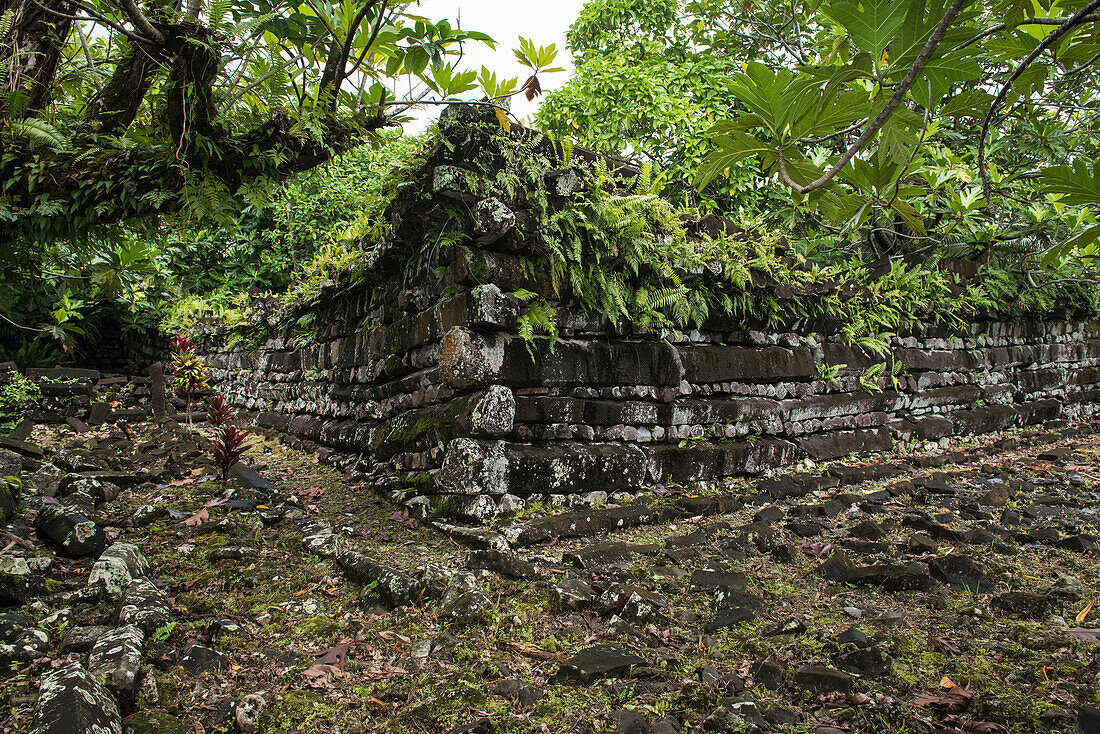 Die Eckwandkonstruktion aus Stein, mit Farnen bedeckt, ist Teil der Ruinen von Nan Madol, die ab 1180 in einer Lagune erbaut wurden und zum UNESCO-Weltkulturerbe gehören, Pohnpei Island, Pohnpei, Föderierte Staaten von Mikronesien, Südpazifik