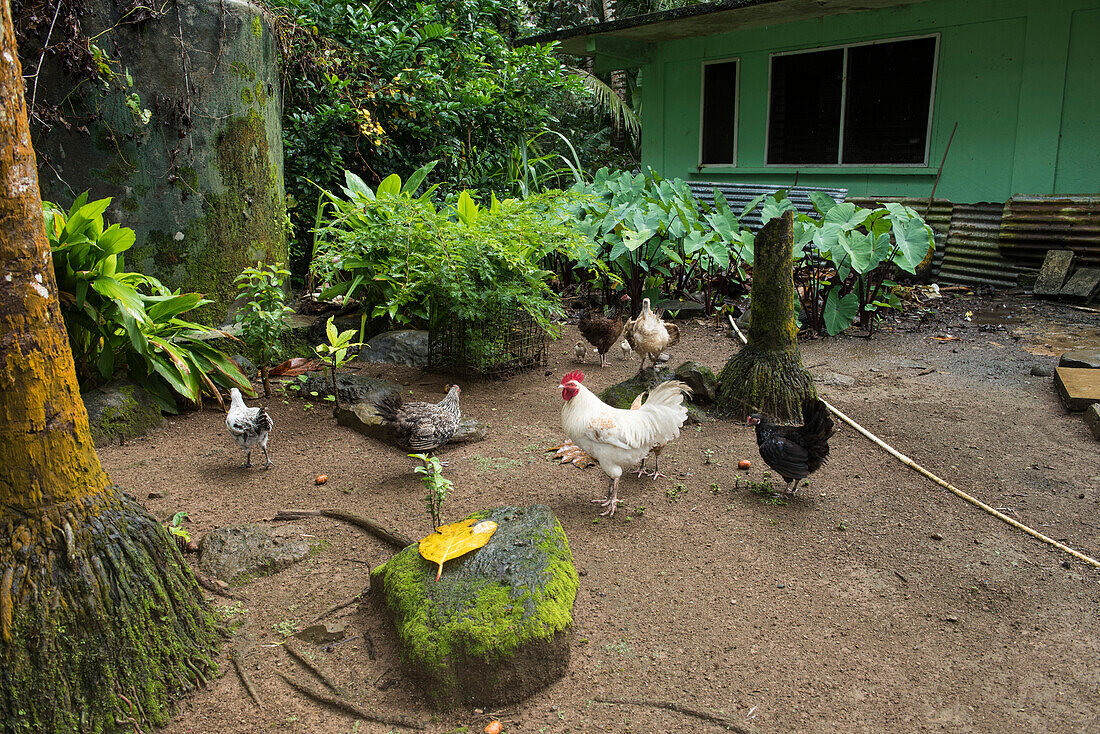Hühner füttern im Hof ??eines grünen Hauses umgeben von üppigem Laub, Pohnpei Island, Pohnpei, Föderierte Staaten von Mikronesien, Südpazifik
