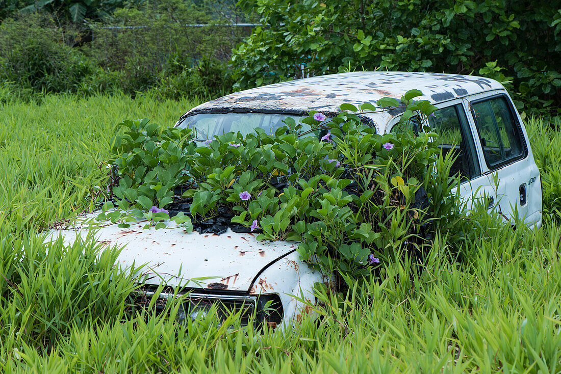 Ein hellblaues Auto, das allmählich mit Reben bedeckt ist, steht in einem sumpfigen Gebiet, umgeben von hohem Gras, Kosrae Island, Kosrae, Föderierte Staaten von Mikronesien, Südpazifik