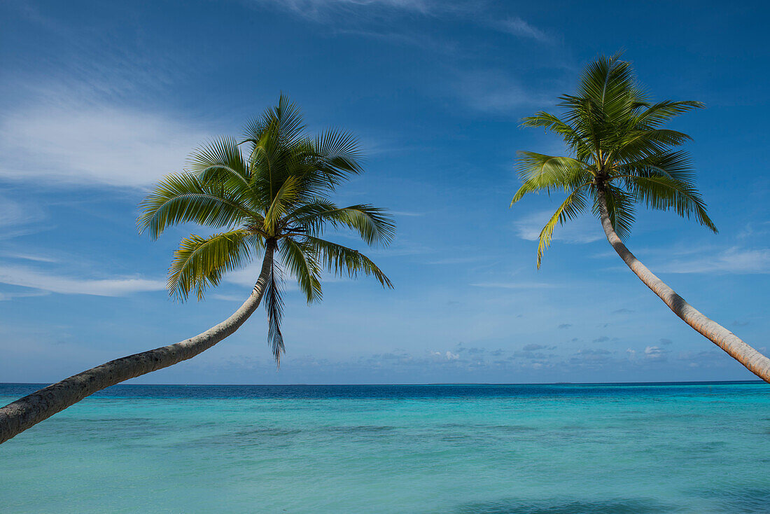 Two palm trees with long curved trunks seem to reach out toward a background of turquoise water and blue skies, Bock Island, Ujae Atoll, Marshall Islands, South Pacific
