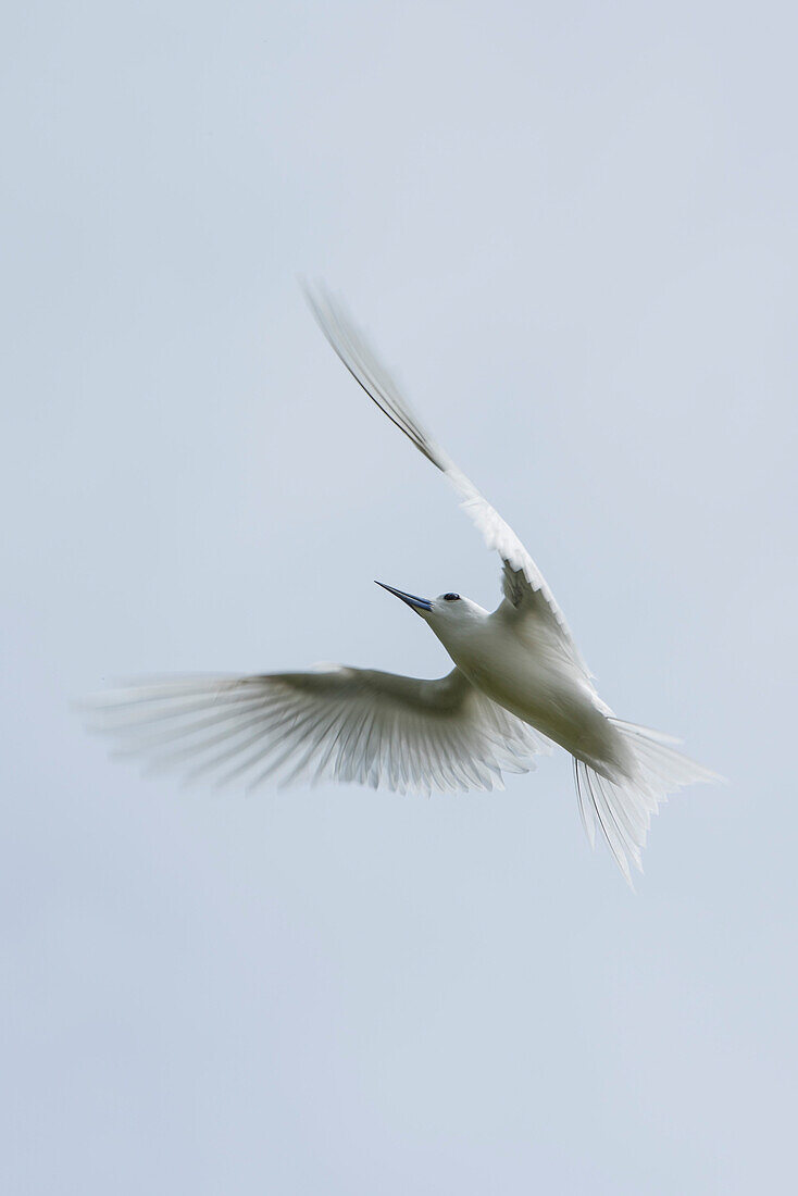 A white tern (Gygis alba), also known as fairy tern, isolated in flight, Likiep Atoll, Ratak Chain, Marshall Islands, South Pacific