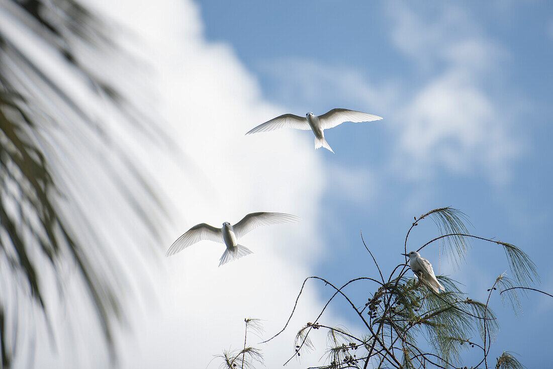 Two white terns (Gygis alba), also known as fairy terns, fly above a third white tern resting in the outer branches of a tree, Jabor Island, Jaluit Atoll, Ralik Chain, Marshall Islands, South Pacific