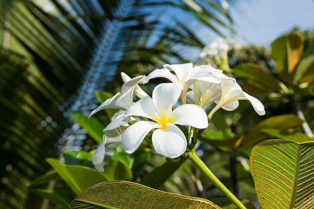 Frangipani (Plumeria) flowers grow abundantly among thick foliage, Fagamalo, Savai'i, Samoa, South Pacific