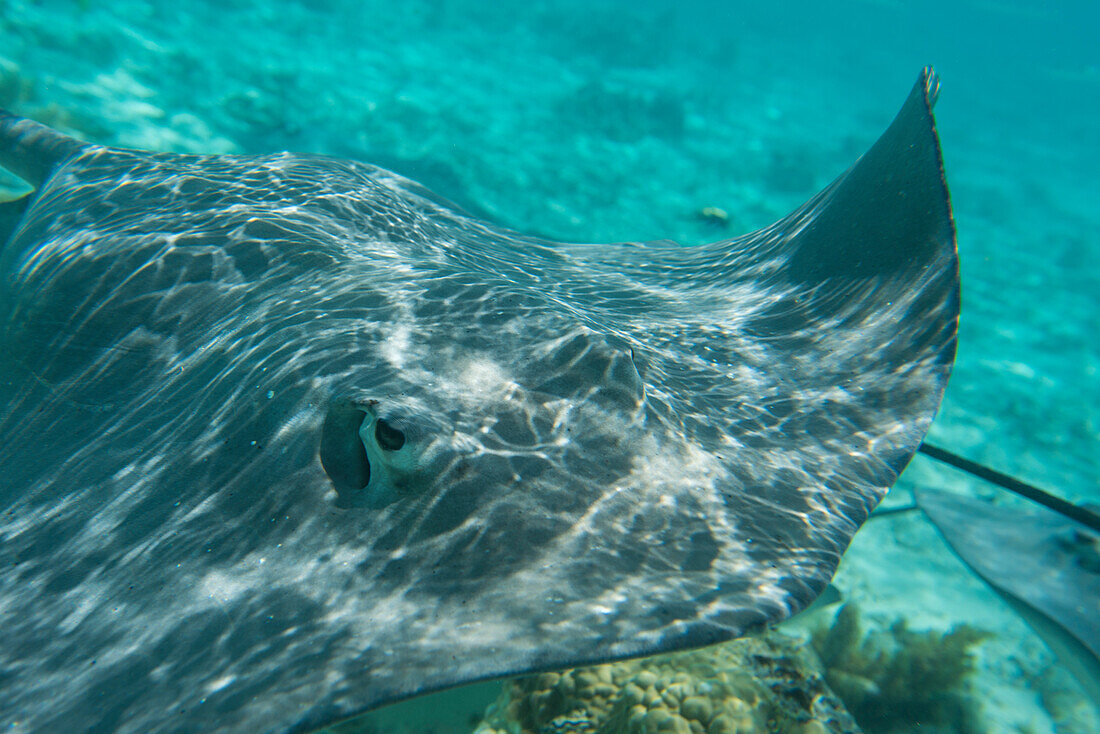 Nahaufnahme, frontaler Schuss eines Stachelrochen (Unterordnung Myliobatoidei, Ordnung Myliobatiformes), der im seichten Wasser schwimmt, Bora Bora, Gesellschaftsinseln, Französisch-Polynesien, Südpazifik