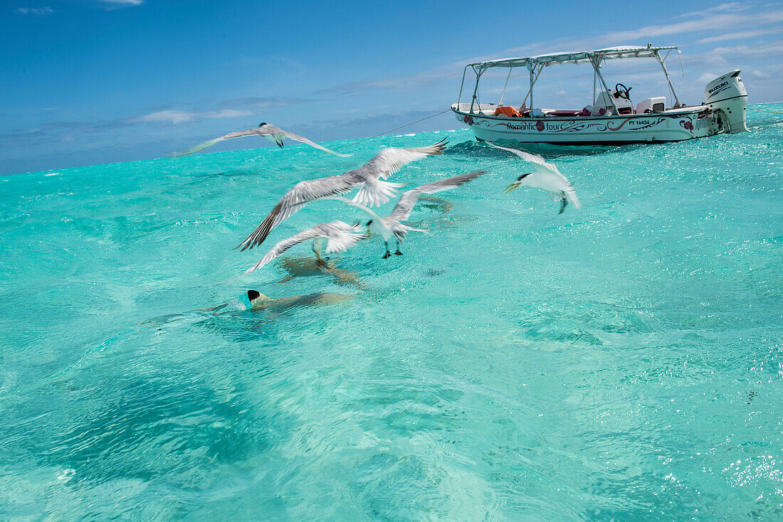 Seagulls vie with blacktip reef sharks (Carcharhinus melanopterus) for tasty tidbits thrown into the water by a tour excursion operator, Bora Bora, Society Islands, French Polynesia, South Pacific