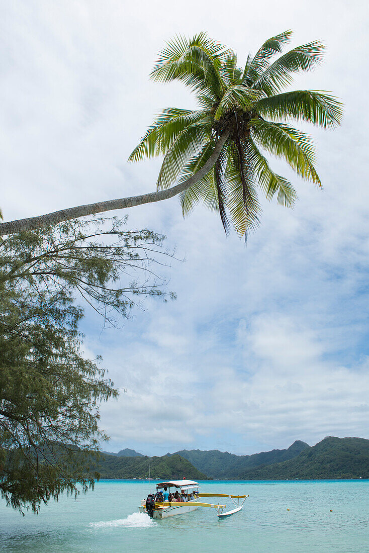 Under a large coconut palm, a wooden single-outrigger motorboat takes its tourist passengers across the bay for more snorkeling, Taha'a, Society Islands, French Polynesia, South Pacific