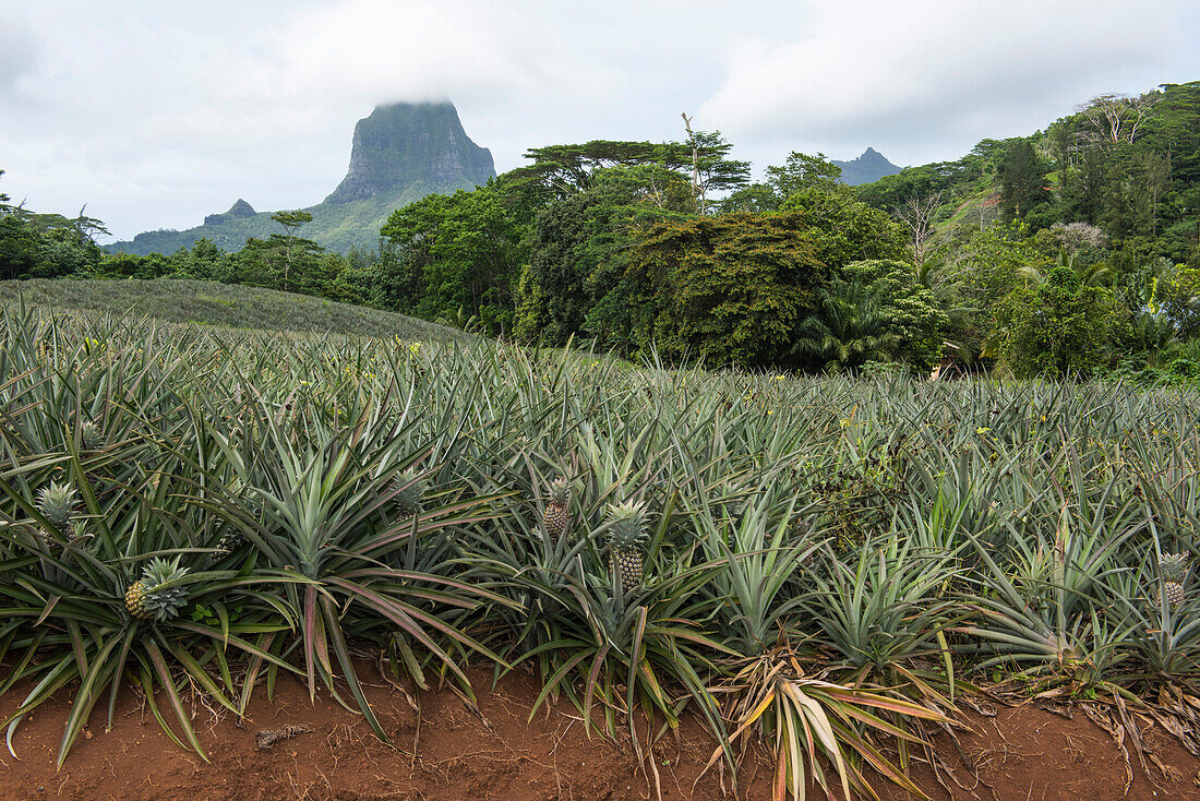 Im Vordergrund steht ein großes Ananasfeld, im Hintergrund der Berg Tohivea (oder Tohiea), Moorea, Gesellschaftsinseln, Französisch-Polynesien, Südpazifik