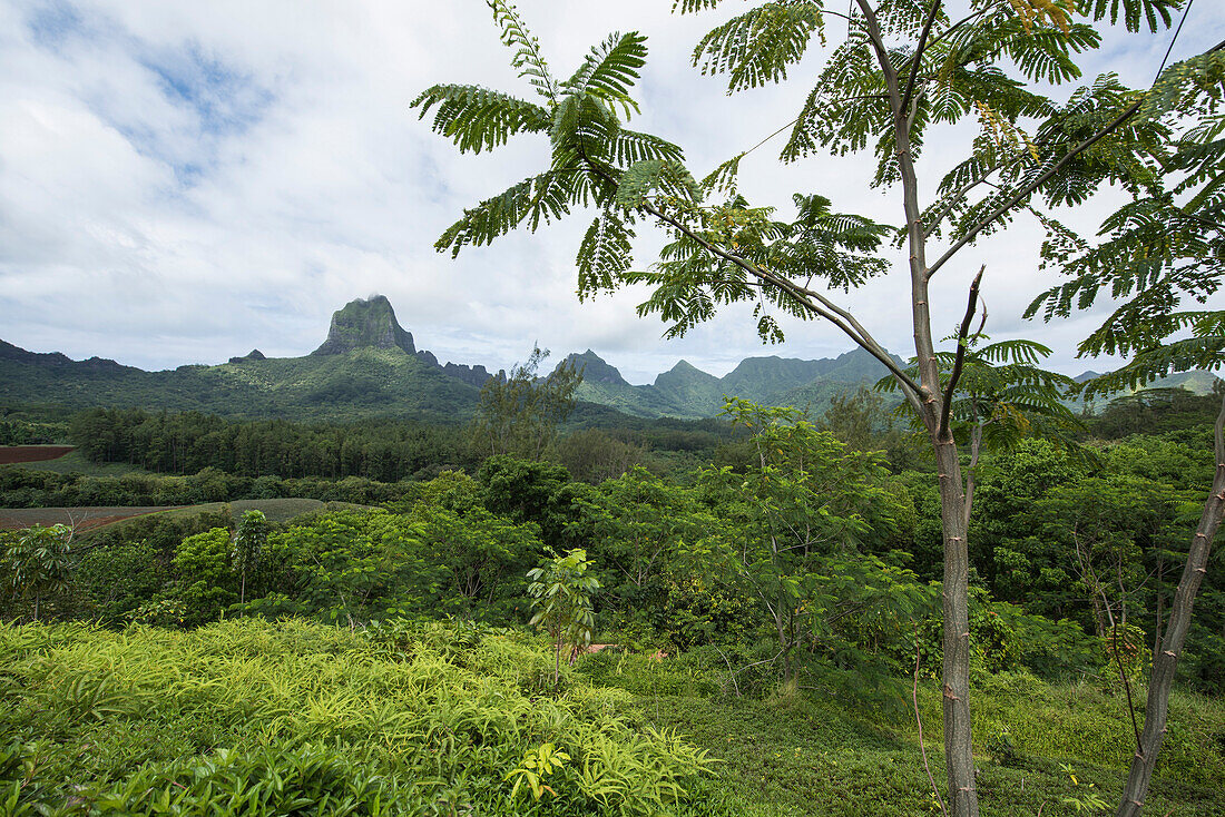 Blick auf den ikonischen Berg Tohivea (oder Tohiea) über üppige grüne Vegetation, Moorea, Gesellschaftsinseln, Französisch-Polynesien, Südpazifik
