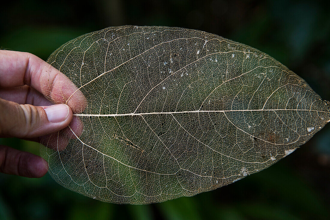 A hand holds the 'skeleton' of a leaf, showing the vein-sturcture, with no covering green 'skin', Rimatara, Austral Islands, French Polynesia, South Pacific