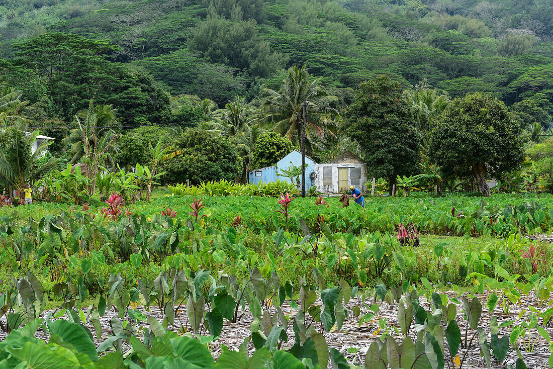 Ein Mann mit einem blauen Hemd, einem gelben Hut und einer Machete in der Hand steht auf einem Wasserbrotwurzelfeld (Colocasia esculenta) in der Nähe eines kleinen, dachlosen Hauses, Rurutu, Austral-Inseln, Französisch-Polynesien, Südpazifik