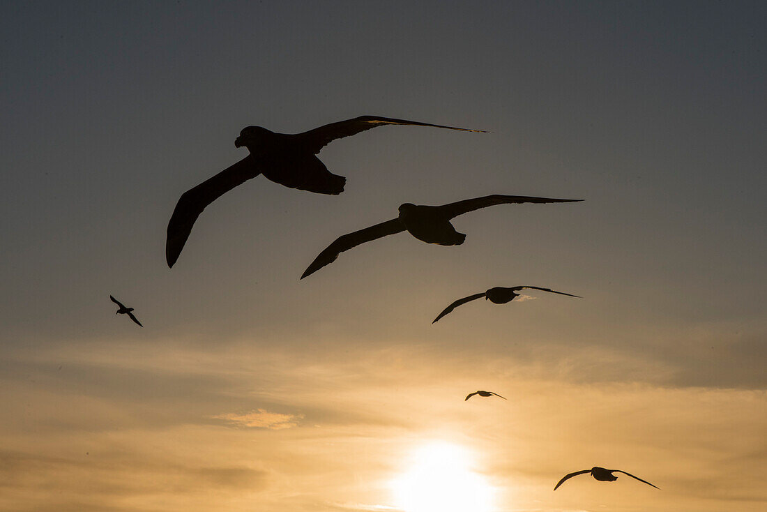 Seevögel, die einem Schiff folgen, erscheinen als Silhouetten vor einer untergehenden Sonne, Südatlantik, in der Nähe von Falklandinseln, Britisches Überseegebiet