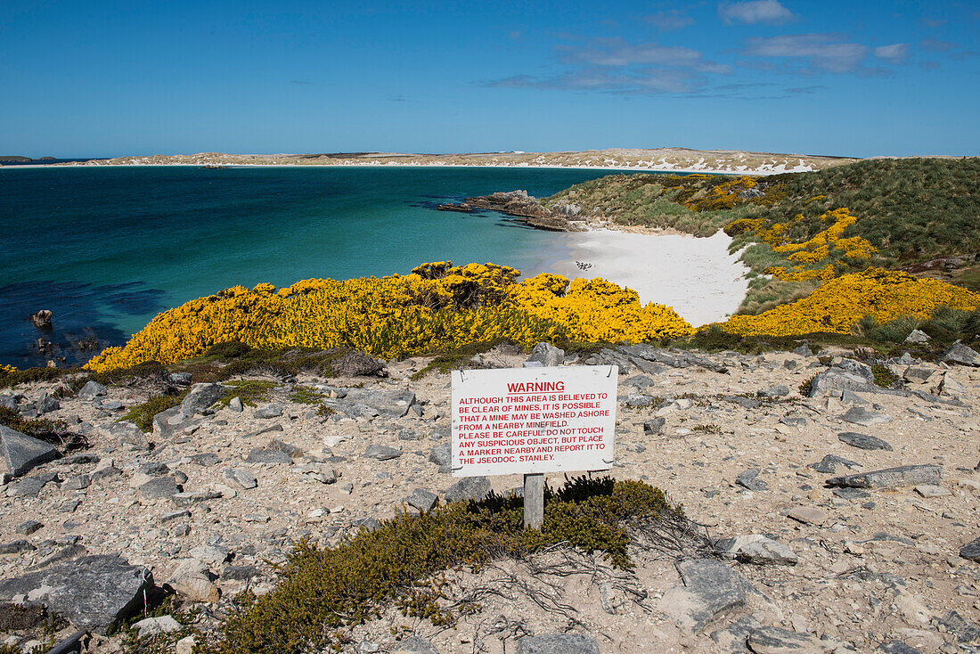 Ein Warnschild warnt vor der Gefahr durch Minen jenseits des blühenden Ginster in der Yorke Bay, zeugend von einer der langfristigen Hinterlassenschaften des Falklandkrieges, nahe Stanley, Ostfalkland, Falklandinseln, Britisches Überseegebiet, Südamerika
