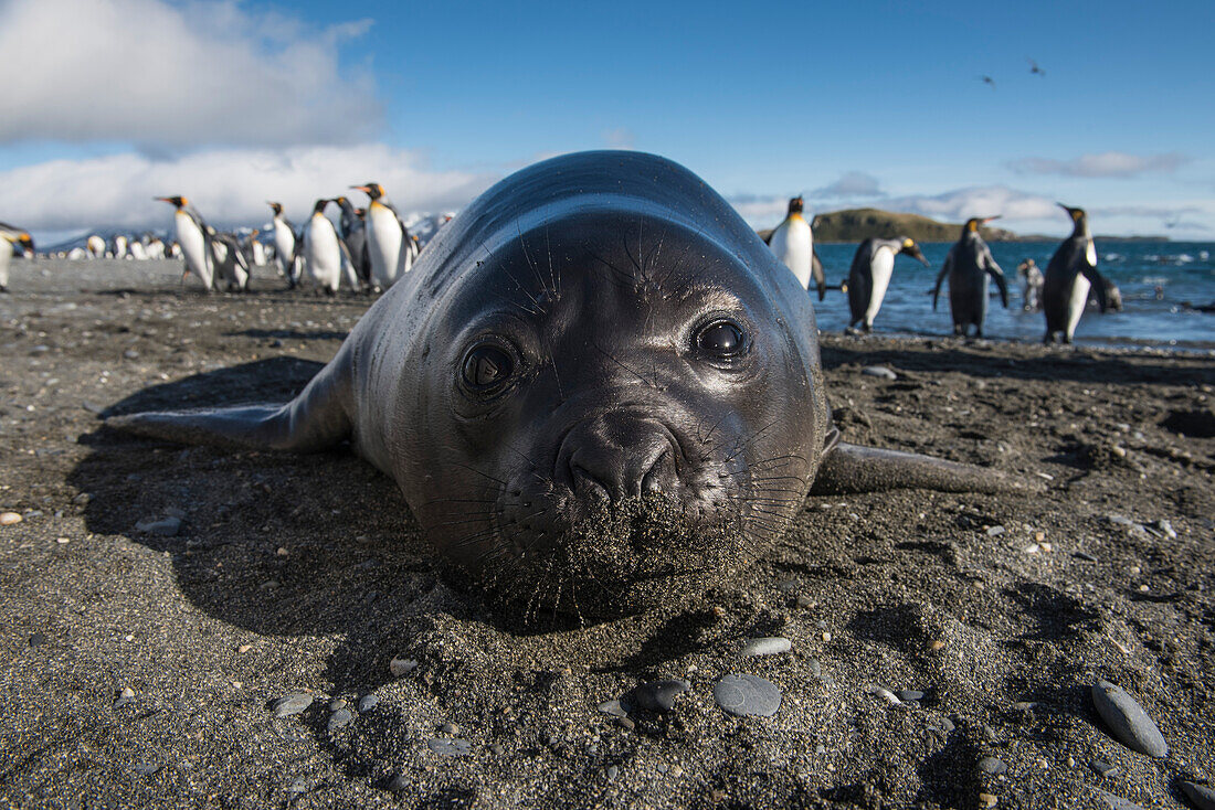 A curious young southern elephant seal (Mirounga leonina) approaches the low level camera on the beach, Salisbury Plain, South Georgia Island, Antarctica