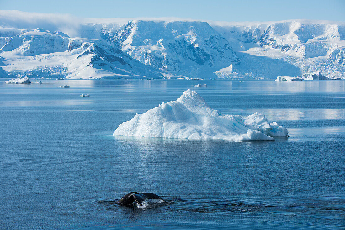 A humpback whale (Megaptera novaeangliae) sounds in front of an iceberg and snow-covered mountains in the background, Wilhelmina Bay, Antarctic Peninsula, Antarctica