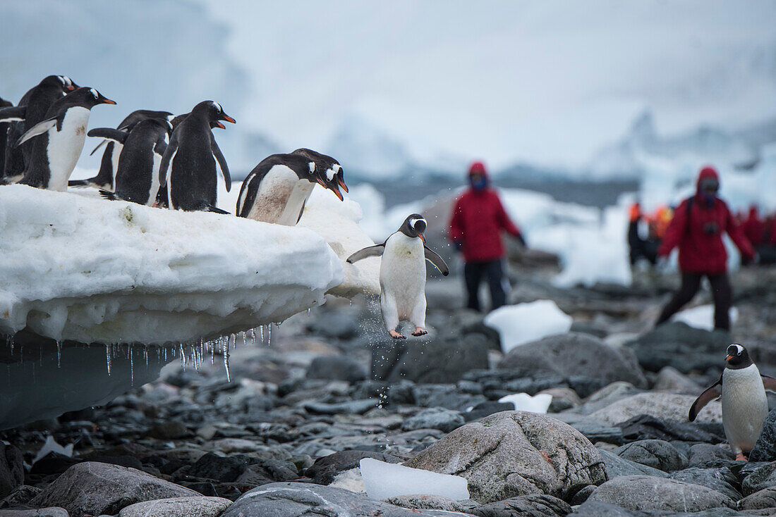 Ein Eselspinguin (Pygoscelis papua), der von seinen Brüdern genau beobachtet wird, springt von einer Eisleiste zu den Felsen, während Passagiere von einem Expeditions Kreuzfahrtschiffes aus der Ferne zuschauen, Danco Island, nahe Graham Land, Antarktis