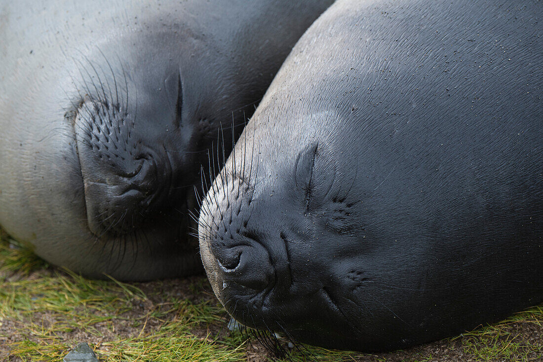 Two southern elephant seals (Mirounga leonina), highly social animals, sleep close to each other on short, matted grass, Fortuna Bay, South Georgia Island, Antarctica