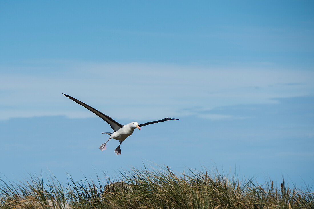 Landing 'flaps' down, a black-browed albatross (Thalassarche melanophris) makes its landing approach over tussock grass, New Island, Falkland Islands, British Overseas Territory