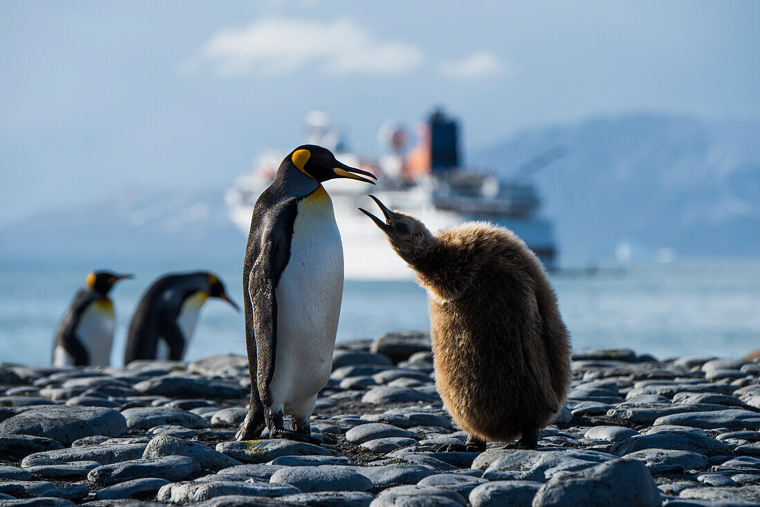 A young King penguin (right, Aptenodytes patagonicus) begs for food from an adult, while other king penguins pass in the background and the expedition cruise ship MS Bremen (Hapag-Lloyd Cruises) lies at anchor in the distance, Gold Harbour, South Georgia 