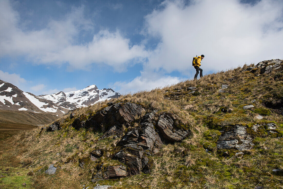 Ein Lektor von einem Expeditions-Kreuzfahrtschiff erklimmt einen steilen, grasbewachsenen Hügel, der mit aufragenden Felsen übersät ist, um einen Umkreis zu bilden, hinter dem die Passagiere angewiesen werden, sich nicht zu bewegen, Stromness, Südgeorgien