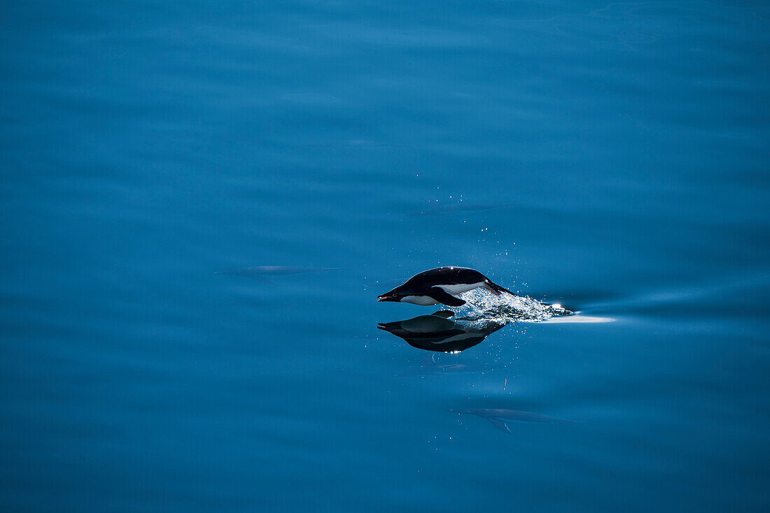 An Adélie penguin (Pygoscelis adeliae), surrounded by its brethren underwater jumps out of the calm water to breathe, Paulet Island, Antarctic Peninsula, Antarctica