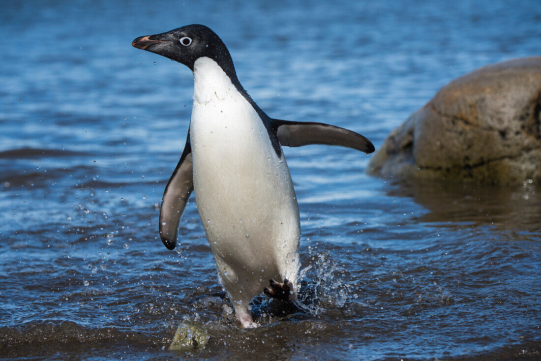 An Adélie penguin (Pygoscelis adeliae) emerges from the water and shuffles toward the beach, Low Tide Cove, Antarctic Sound, Antarctica