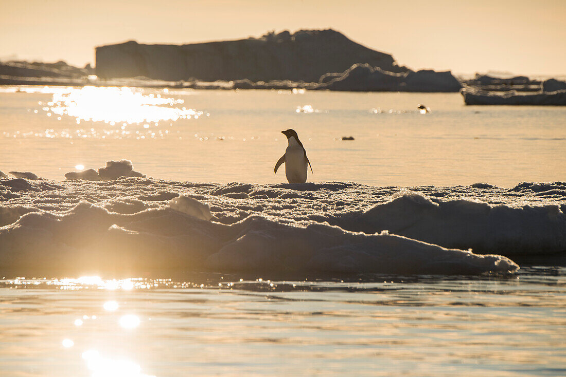 A lone Adélie penguin (Pygoscelis adeliae) stands on a floe of sea ice as the backlighting sun sets, Paulet Island, Antarctic Peninsula, Antarctica