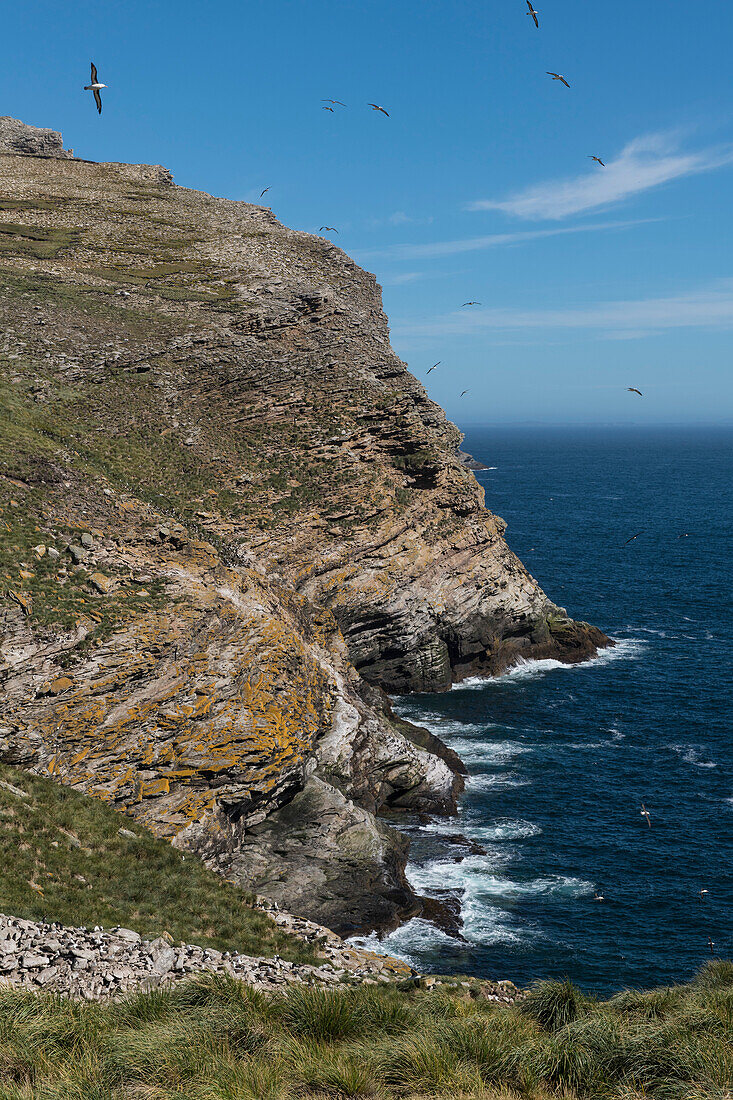 Schwarzbrauenalbatros (Thalassarche melanophris) und einige imperiale Kormorane (Leucocarbo atrizeps) gleiten über dem Meer und den Klippen in der Nähe ihrer Kolonie (im Vordergrund sichtbar), Westpoint Island, Falklandinseln, Britisches Überseegebiet
