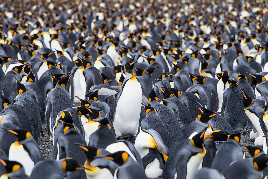 Surrounded by tens of thousands of it brethren, a King penguin (Aptenodytes patagonicus) calls in an effort to find its mate or chick, Gold Harbour, South Georgia Island, Antarctica