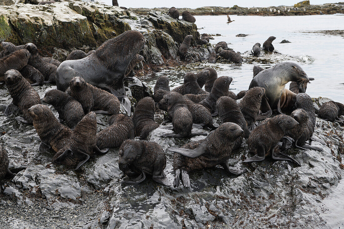A large group of young Antarctic fur seals (Arctocephalus gazella) surrounds a male (left) and female (right) on a rock-outcrop, Prion Island, near South Georgia Island, Antarctica