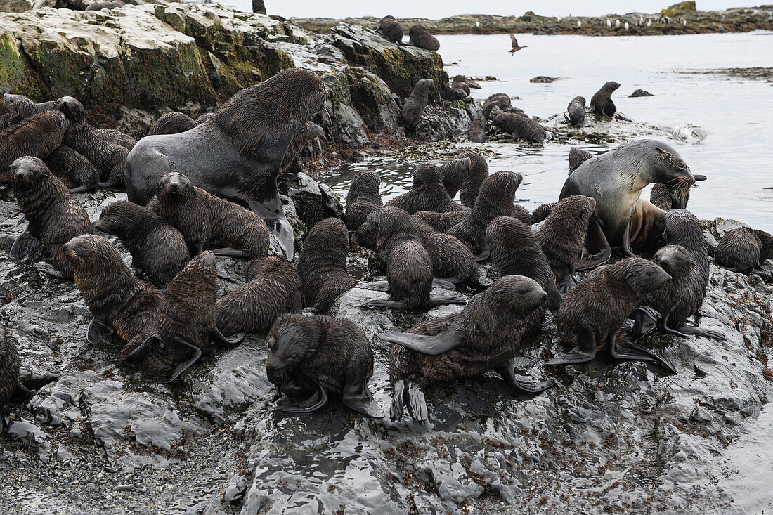 Eine große Gruppe junger antarktischer Pelzrobben (Arctocephalus gazella) umgibt ein Männchen (links) und ein Weibchen (rechts) auf einem Felsvorsprung, Prion Island, Südgeorgien, Antarktis