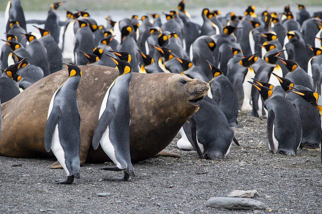 Ein Südlicher See-Elefant (Mirounga leonina) schlängelt sich unter einer Menge Königspinguine (Aptenodytes patagonicus) am Strand, Gold Harbor, Südgeorgien, Antarktis