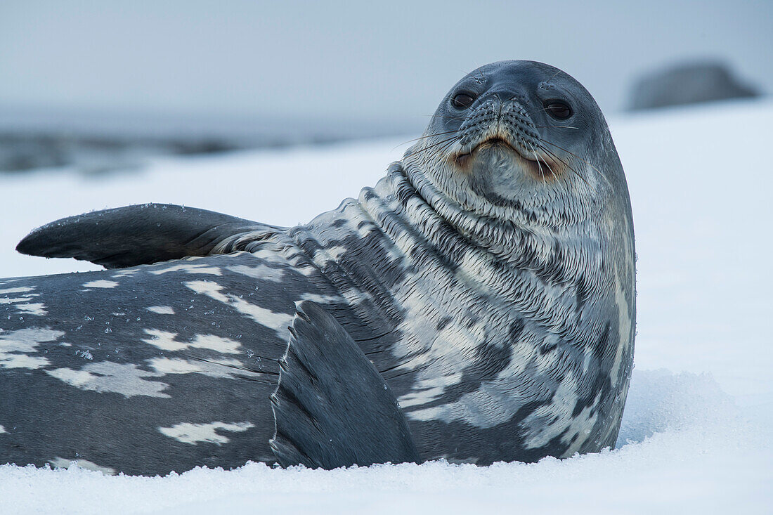 A Weddell seal (Leptonychotes weddellii) lying on the snow looks up at approaching tourists, Half Moon Island, South Shetland Islands, Antarctica