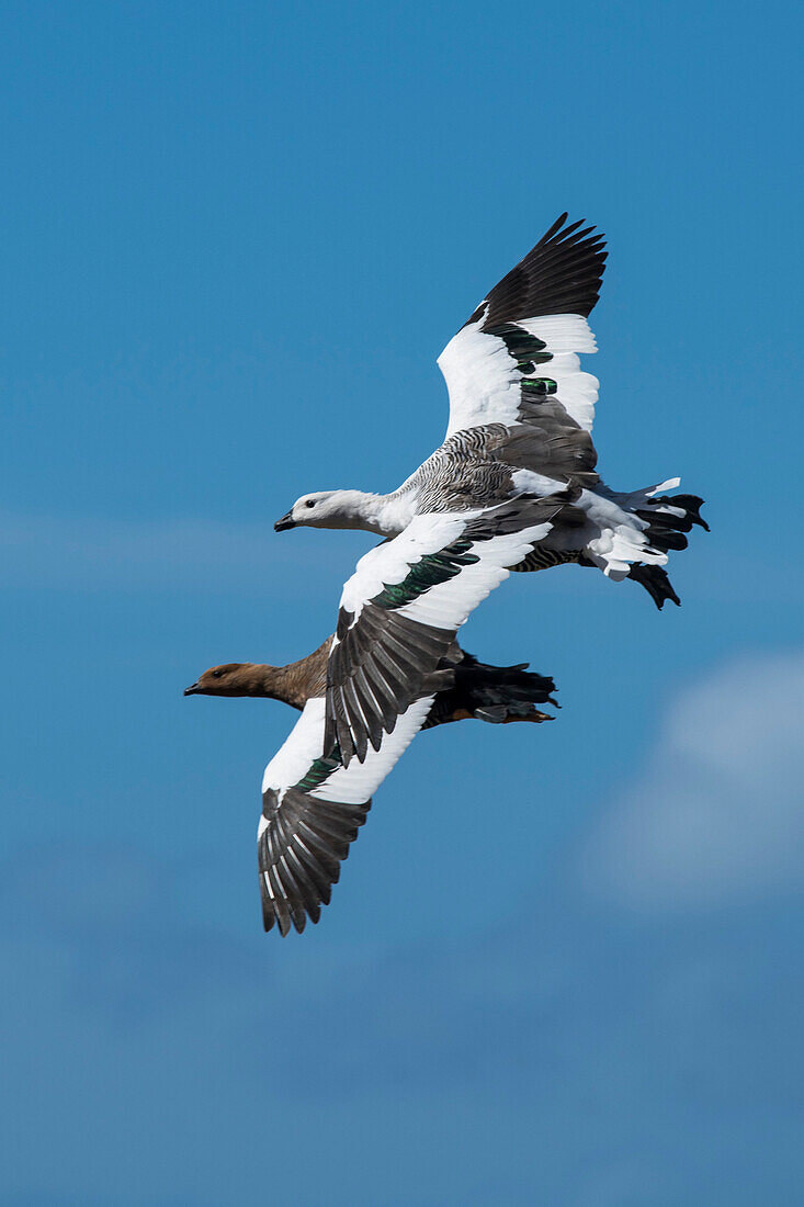 A pair of upland geese, also known as Magellan geese (Chloephaga picta), the male above, are photographed in flight, and nearly overlapping, Westpoint Island, Falkland Islands, British Overseas Territory