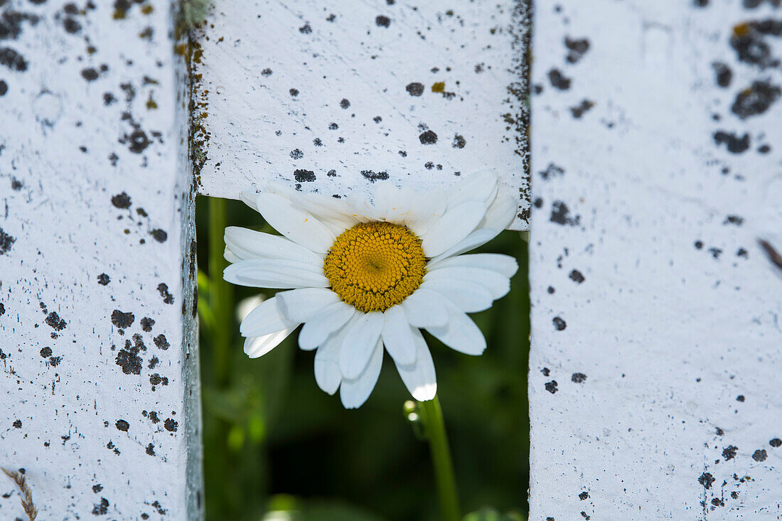 A daisy (Bellis perennis) appears to peek through a gap in a white fence, Westpoint Island, Falkland Islands, British Overseas Territory